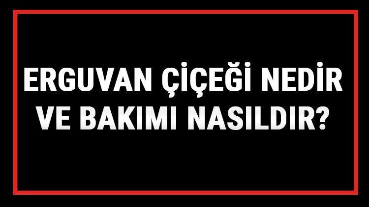 Erguvan Çiçeği Nedir Ve Bakımı Nasıldır? Erguvan Çiçeği Anlamı, Özellikleri, Faydaları Ve Yetiştiriciliği