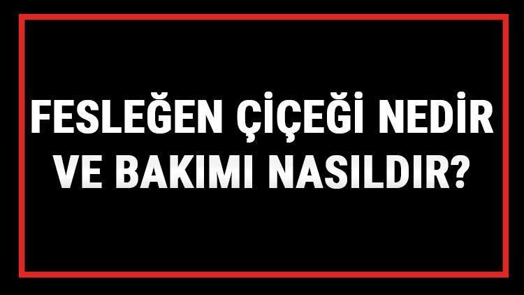 Fesleğen Çiçeği Nedir Ve Bakımı Nasıldır? Fesleğen Çiçeği Anlamı, Özellikleri, Faydaları Ve Yetiştiriciliği