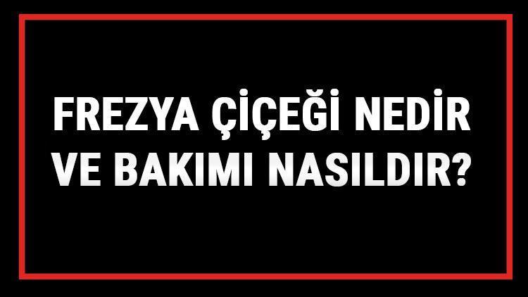 Frezya Çiçeği Nedir Ve Bakımı Nasıldır? Frezya Çiçeği Anlamı, Özellikleri, Faydaları Ve Yetiştiriciliği