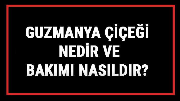 Guzmanya Çiçeği Nedir Ve Bakımı Nasıldır Guzmanya Çiçeği Anlamı, Özellikleri, Faydaları Ve Yetiştiriciliği