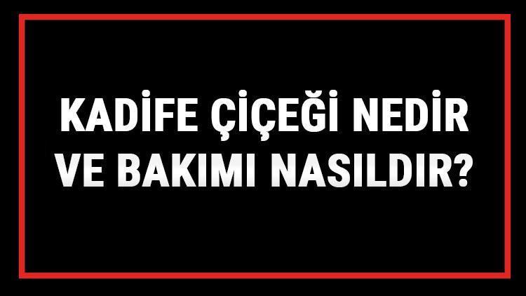 Kadife Çiçeği Nedir Ve Bakımı Nasıldır? Kadife Çiçeği Anlamı, Özellikleri, Faydaları Ve Yetiştiriciliği