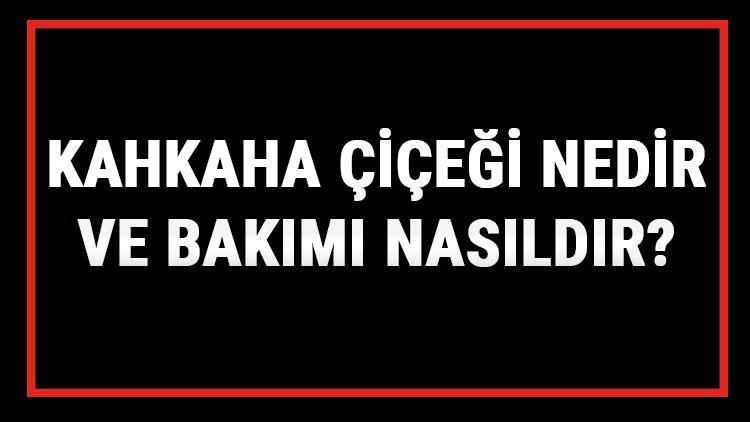 Kahkaha Çiçeği Nedir Ve Bakımı Nasıldır? Kahkaha Çiçeği Anlamı, Özellikleri, Faydaları Ve Yetiştiriciliği