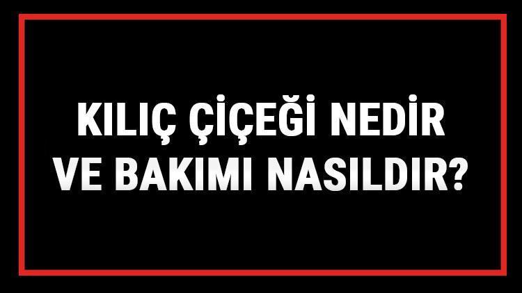 Kılıç Çiçeği Nedir Ve Bakımı Nasıldır Kılıç Çiçeği Anlamı, Özellikleri, Faydaları Ve Yetiştiriciliği