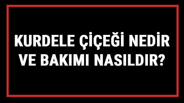 Kurdele Çiçeği Nedir Ve Bakımı Nasıldır Kurdele Çiçeği Anlamı, Özellikleri, Faydaları Ve Yetiştiriciliği