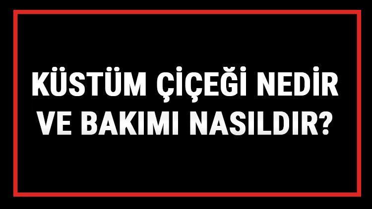 Küstüm Çiçeği Nedir Ve Bakımı Nasıldır? Küstüm Çiçeği Anlamı, Özellikleri, Faydaları Ve Yetiştiriciliği