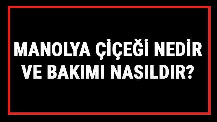 Manolya Çiçeği Nedir Ve Bakımı Nasıldır Manolya Çiçeği Anlamı, Özellikleri, Faydaları Ve Yetiştiriciliği