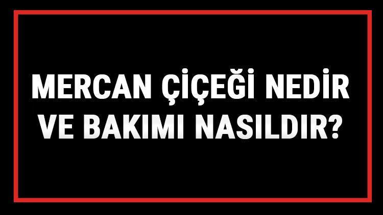 Mercan Çiçeği Nedir Ve Bakımı Nasıldır Mercan Çiçeği Anlamı, Özellikleri, Faydaları Ve Yetiştiriciliği