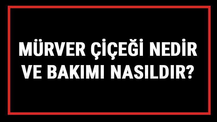 Mürver Çiçeği Nedir Ve Bakımı Nasıldır? Mürver Çiçeği Anlamı, Özellikleri, Faydaları Ve Yetiştiriciliği