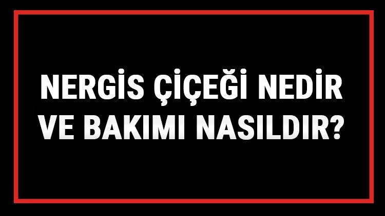 Nergis Çiçeği Nedir Ve Bakımı Nasıldır? Nergiz Çiçeği Anlamı, Özellikleri, Faydaları Ve Yetiştiriciliği