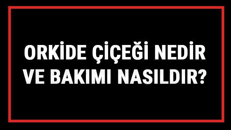 Orkide Çiçeği Nedir Ve Bakımı Nasıldır? Orkide Çiçeği Anlamı, Özellikleri, Faydaları Ve Yetiştiriciliği