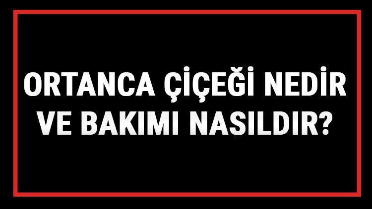 Ortanca Çiçeği Nedir Ve Bakımı Nasıldır? Ortanca Çiçeği Anlamı, Özellikleri, Faydaları Ve Yetiştiriciliği