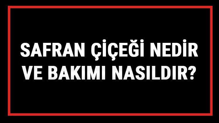 Safran Çiçeği Nedir Ve Bakımı Nasıldır? Safran Çiçeği Anlamı, Özellikleri, Faydaları Ve Yetiştiriciliği