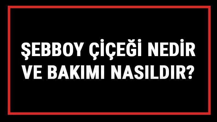 Şebboy Çiçeği Nedir Ve Bakımı Nasıldır? Şebboy Çiçeği Anlamı, Özellikleri, Faydaları Ve Yetiştiriciliği