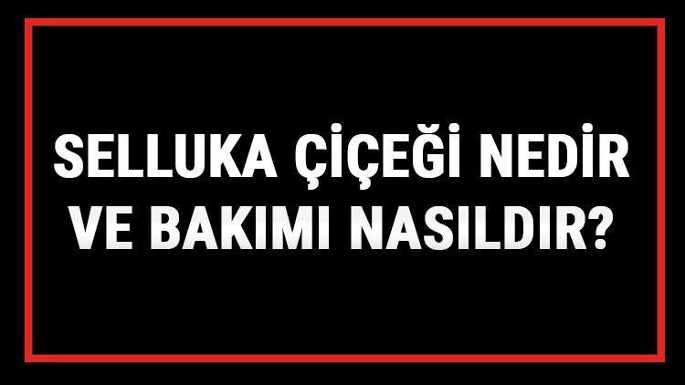 Selluka Çiçeği Nedir Ve Bakımı Nasıldır? Selluka Sarmaşığı Anlamı, Özellikleri, Faydaları Ve Yetiştiriciliği