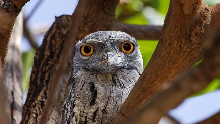 Sosyal medyanın güzellik algısını tersine çevirdi… İşte en ‘Instagramlanabilir’ kuş frogmouth