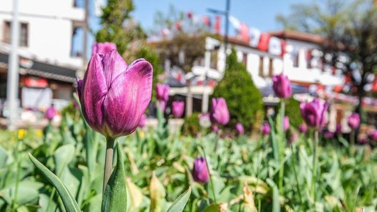 Altındağ lale açtı