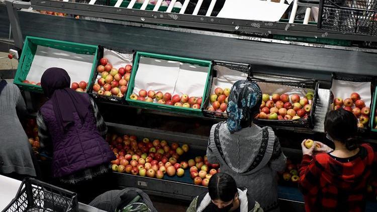 Çorumda 80 dönüm alanda kurdu 14 ülkeye ihraç ediyor