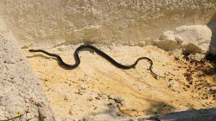 Kuşadasında siyah yılan paniği Uzmanlardan flaş uyarı
