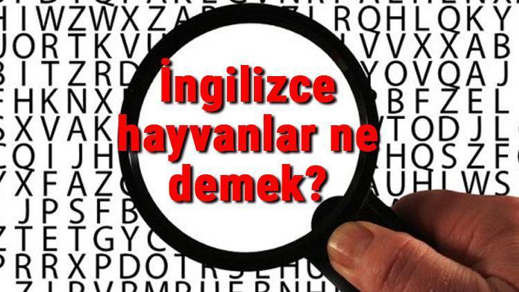 İngilizce hayvanlar ne demek Hayvanlar kelimesinin İngilizce yazılışı, okunuşu ve söylenişi