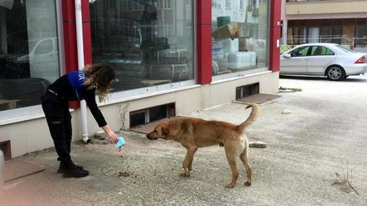 Sarayda sokak hayvanlarını zabıta besledi