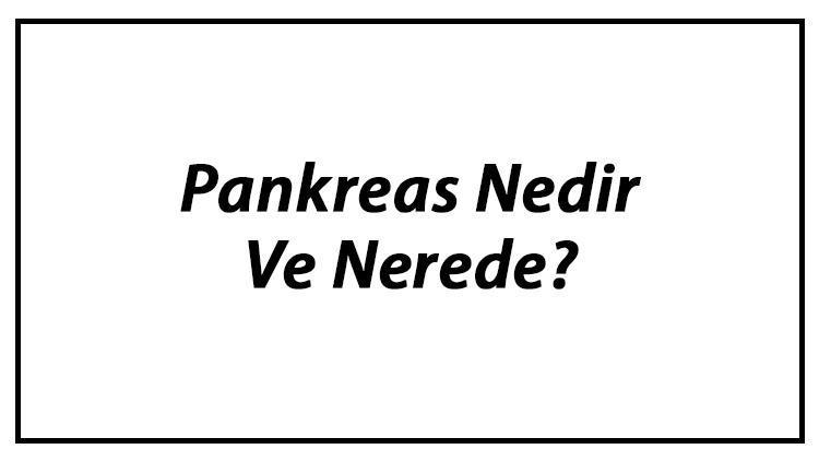 Pankreas Nedir Ve Nerede Pankreas Ne İşe Yarar Ve Görevleri Hakkında Bilgi