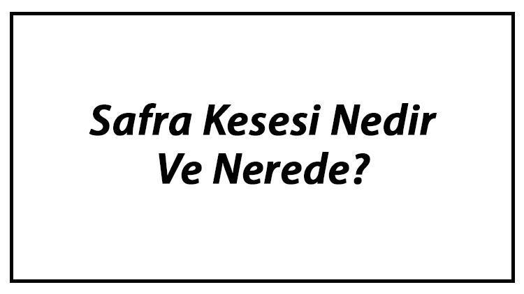 Safra Kesesi Nedir Ve Nerede Safra Kesesi Ne İşe Yarar Ve Görevleri Hakkında Bilgi