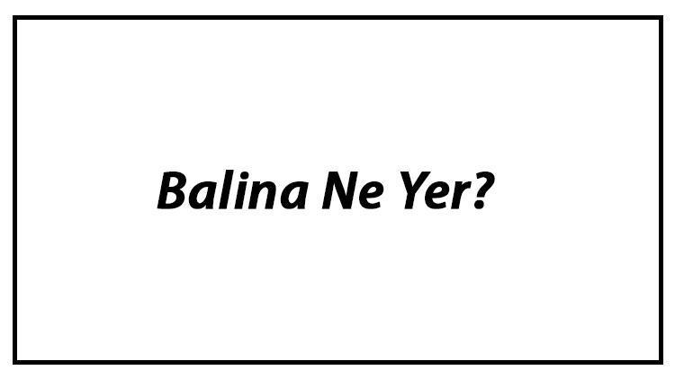 Balina Ne Yer Balinalar Nasıl Beslenir Ve En Çok Sevdiği Besinler Neler