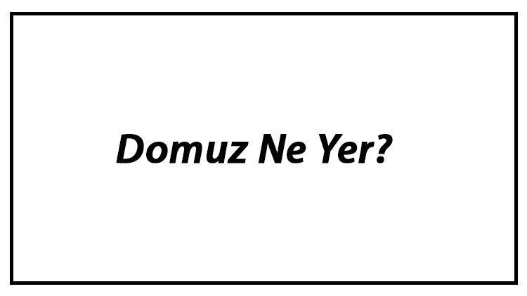 Domuz Ne Yer Yavru Güvercinler Nasıl Beslenir Ve Güvercinlerin En Çok Sevdiği Besinler Neler