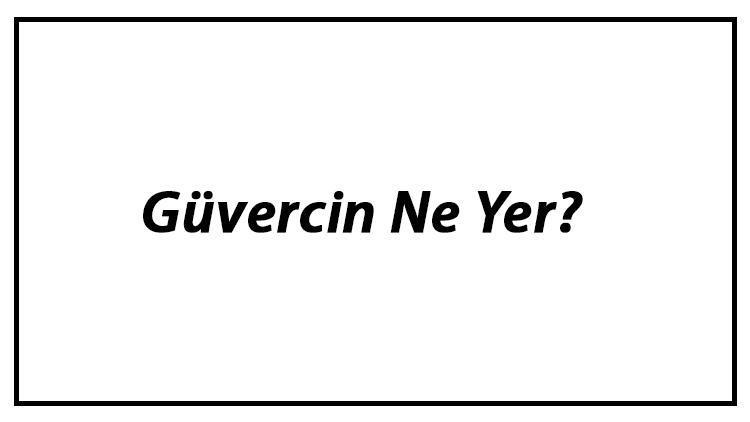 Güvercin Ne Yer Yavru Güvercinler Nasıl Beslenir Ve Güvercinlerin En Çok Sevdiği Besinler Neler