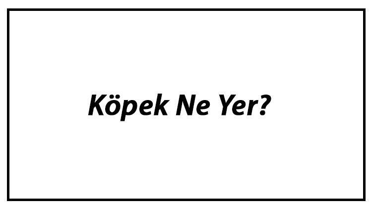 Köpek Ne Yer Yavru Köpekler Nasıl Beslenir Ve Köpeklerin En Çok Sevdiği Besinler Neler