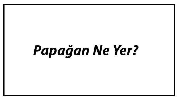 Papağan Ne Yer Papağanlar Nasıl Beslenir Ve En Çok Sevdiği Besinler Neler