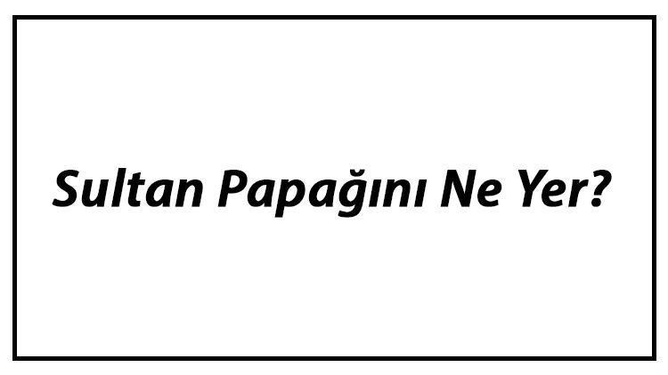 Sultan Papağını Ne Yer Sultan Papağanları Nasıl Beslenir Ve En Çok Sevdiği Besinler Neler