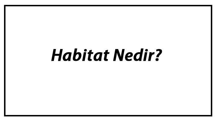 Habitat Nedir Coğrafyada Habitatın Kısaca Anlamı