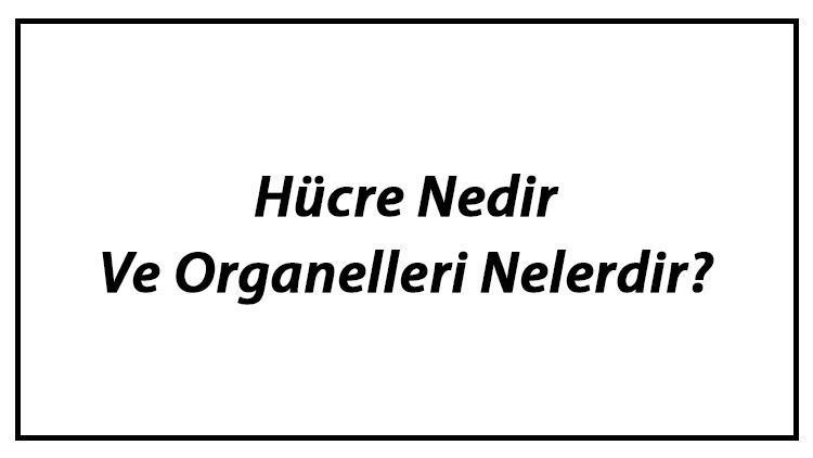 Hücre Nedir Ve Organelleri Nelerdir Hücre Organellerinin Görevleri Hakkında Bilgi