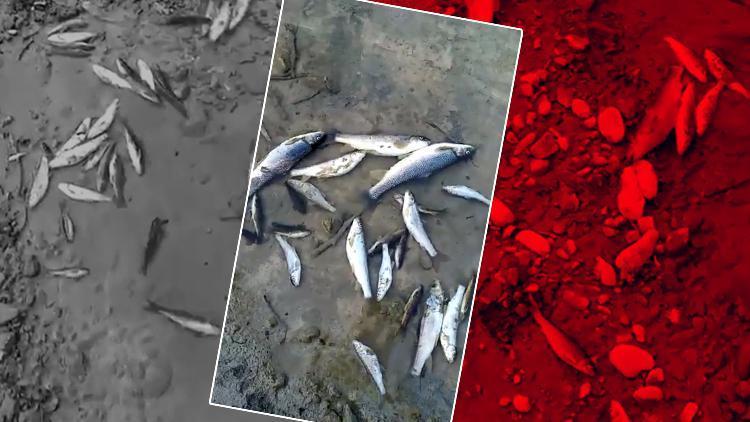 Son dakika haberi... Adanadaki balık ölümlerinin nedeni belli oldu