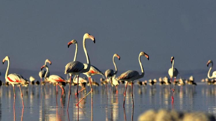 Flamingolar kuluçkaya hazırlanıyor