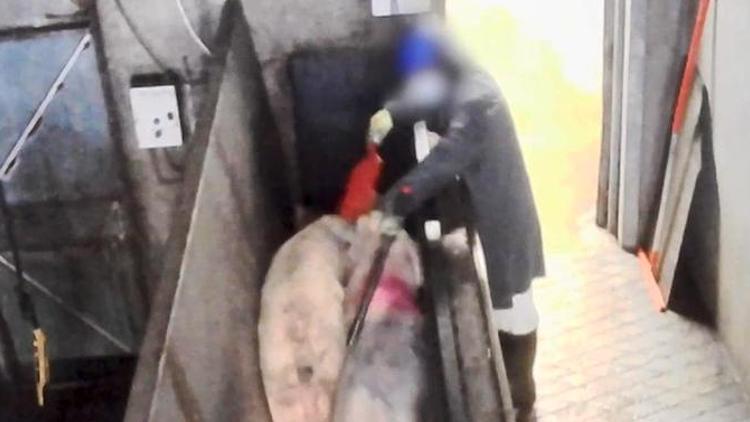 Fransa’da hayvanlara işkence kamerada