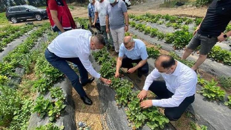 Arsuz‘da çilek hasadı başladı