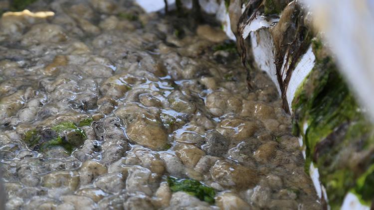 Deniz salyası tehlikesi için harekete geçildi 100 ton toplandı