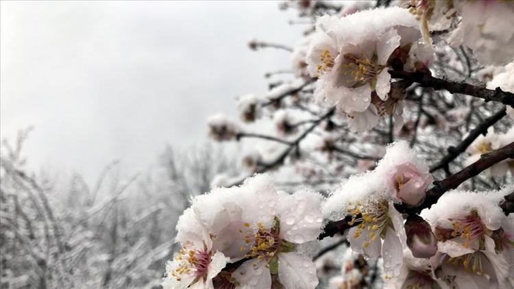 Meteorolojiden 5 il için zirai don uyarısı