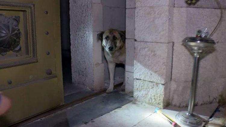 Beşiktaş Müzesi kapısına sıkışan köpeği, taraftarın dikkati kurtardı