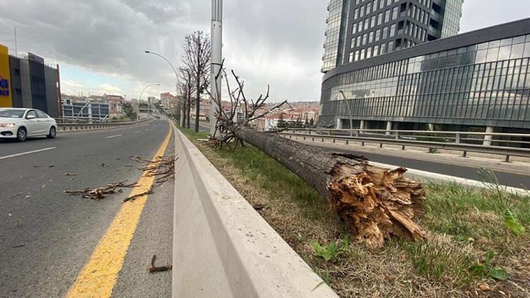 Şiddetli rüzgârda ağaçlar devrildi