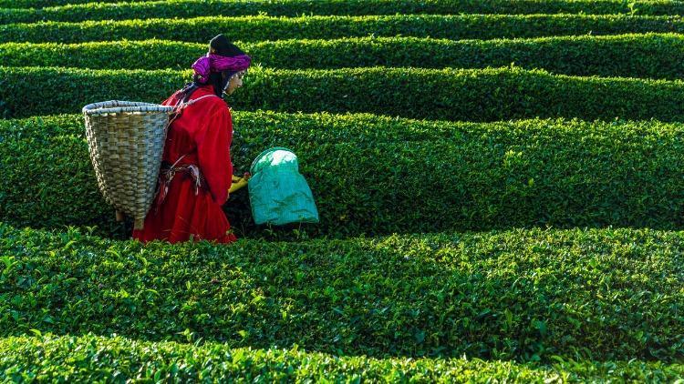Çaykur yaş çay fiyatı 2021: Çay alım fiyatı ne kadar oldu