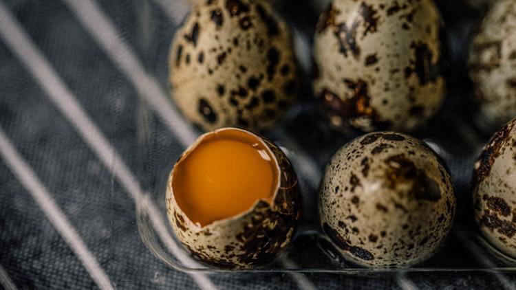 Bıldırcın yumurtasının faydaları nelerdir, nasıl tüketilmeli? İşte bıldırcın yumurtasının sağlığa yararları