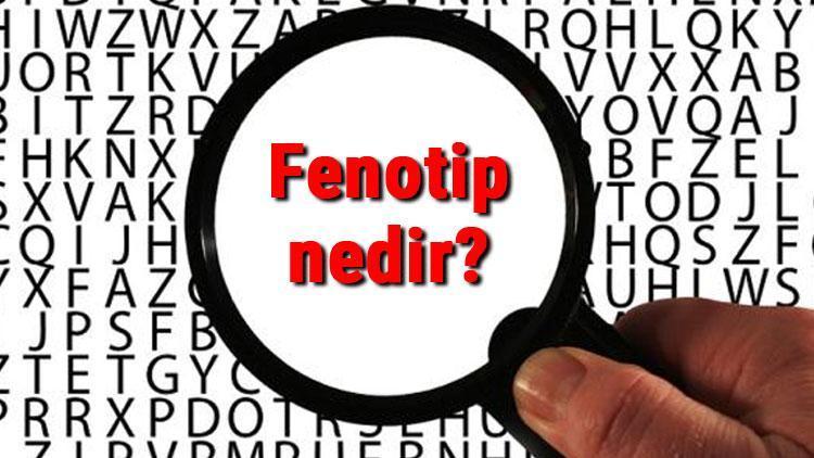 Fenotip nedir Fenotip çeşidi sayısı nasıl bulunur