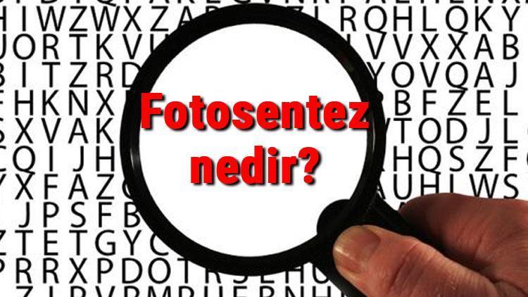 Fotosentez nedir ve nasıl gerçekleşir Fotosentez yapan canlılar, denklemi ve hızını etkileyen faktörler