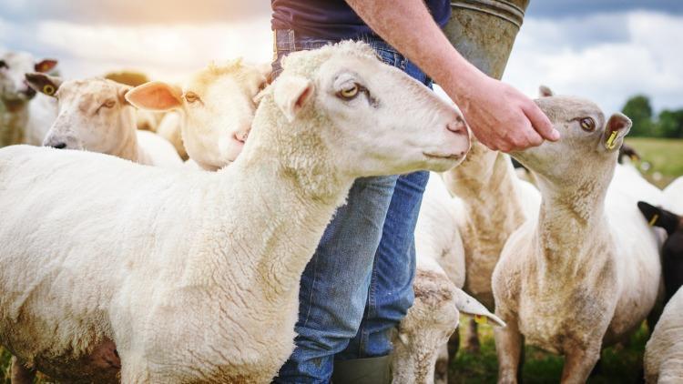 Anaç koyun keçi desteklemesi 2021 ne zaman ödenecek