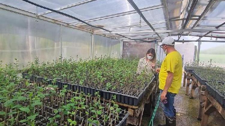 Vizede aronia bitkisinin ekiliş alanları  artıyor