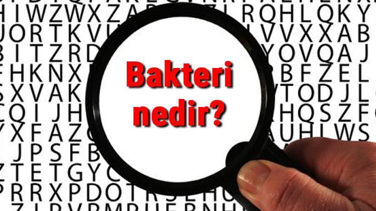 Bakteri nedir ve özellikleri nelerdir Bakteri çeşitleri ve isimleri