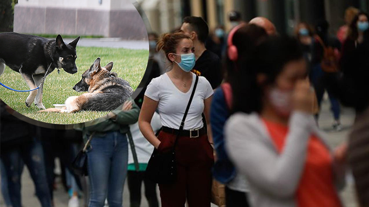 Bilim insanlarına göre özel eğitilmiş köpekler, koronavirüsün yayılmasının önlenmesine yardımcı olabilir